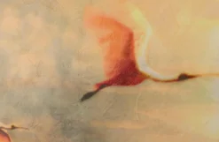 Agnete Sabbagh – Flamingos