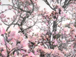 Agnete Sabbagh – Magnolia