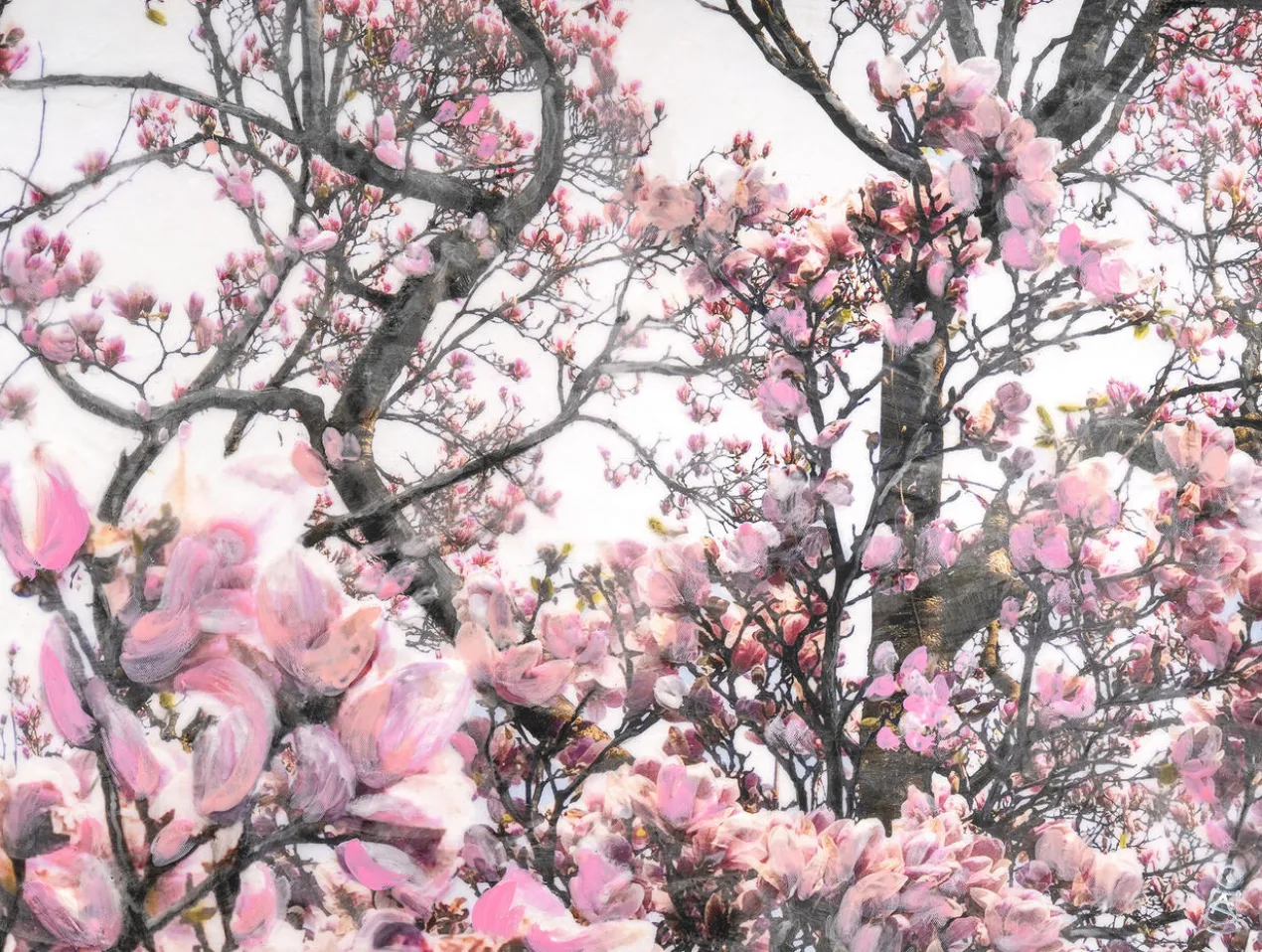 Agnete Sabbagh – Magnolia