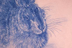 Albrecht Dürer (reeditiert) – Feldhase