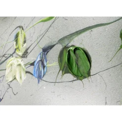 Anastassia Skopp – White Blooms