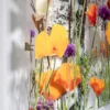 Andreas Lutherer – Birken im Goldmohn
