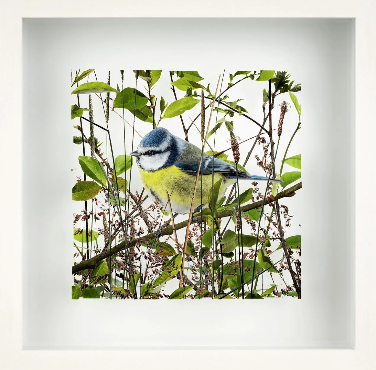 Andreas Lutherer – Blaumeise