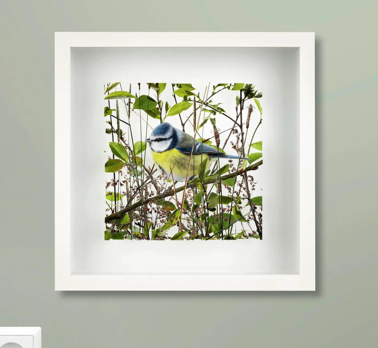 Andreas Lutherer – Blaumeise