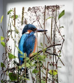 Andreas Lutherer – Eisvogel