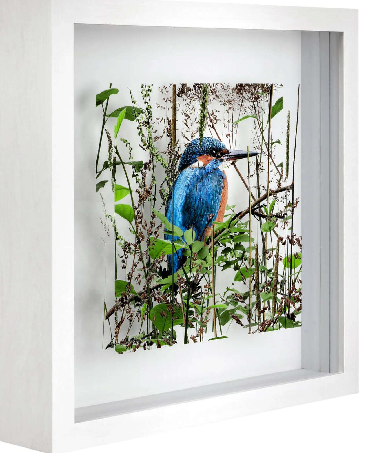 Andreas Lutherer – Eisvogel