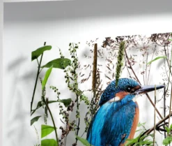 Andreas Lutherer – Eisvogel
