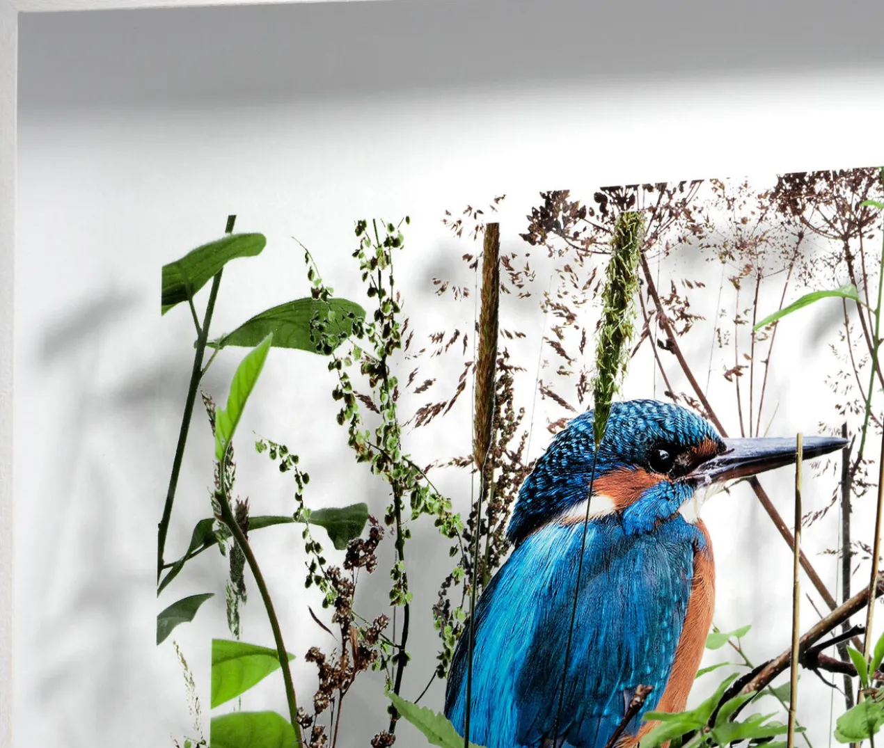 Andreas Lutherer – Eisvogel