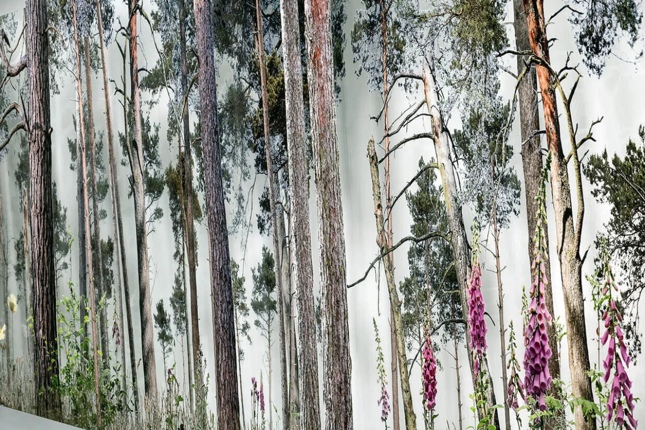 Andreas Lutherer – Kiefernwald, 2023