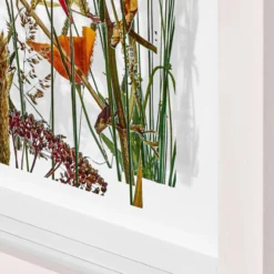 Andreas Lutherer – Mohn und Goldmohn