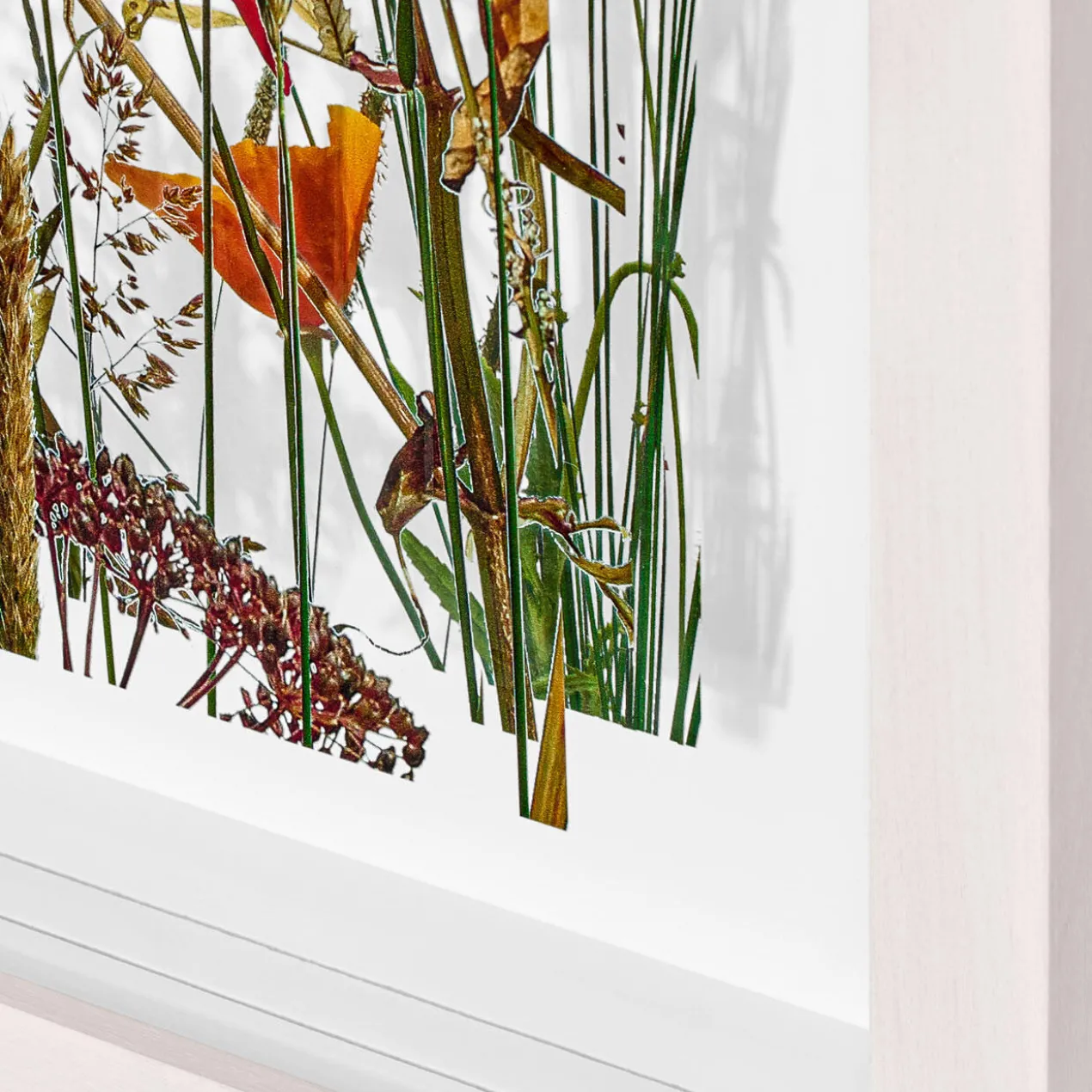 Andreas Lutherer – Mohn und Goldmohn