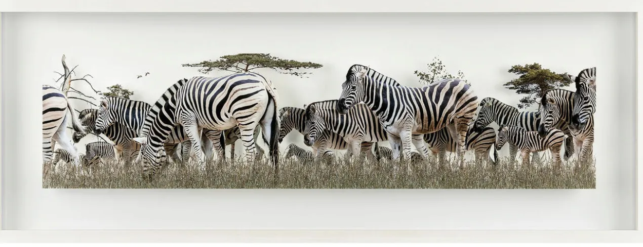 Andreas Lutherer – Zebras