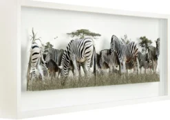 Andreas Lutherer – Zebras