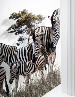 Andreas Lutherer – Zebras