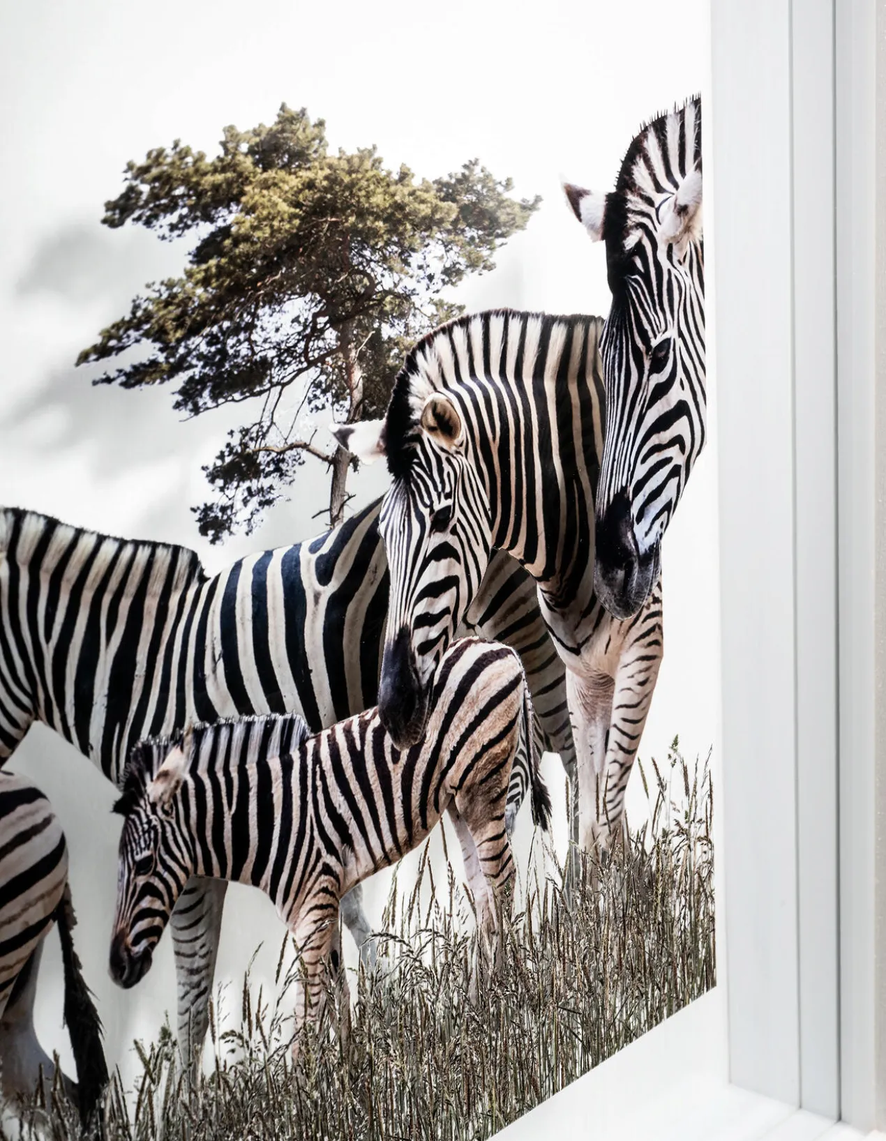 Andreas Lutherer – Zebras