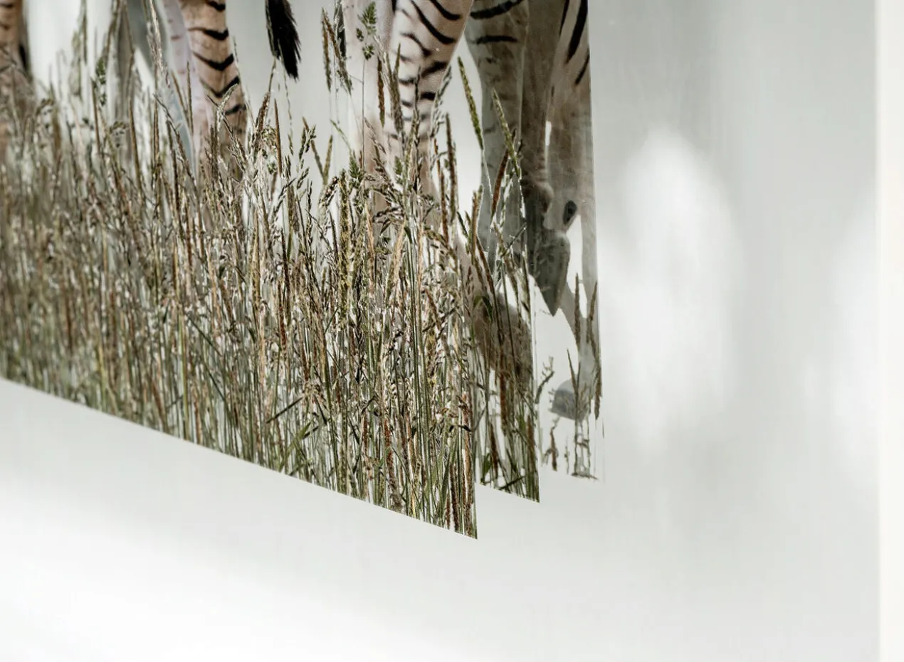Andreas Lutherer – Zebras