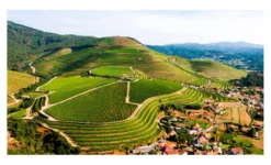 Caravaggio Bianco 2023, Cantine Romagnoli, Emilia Romagna, Italien