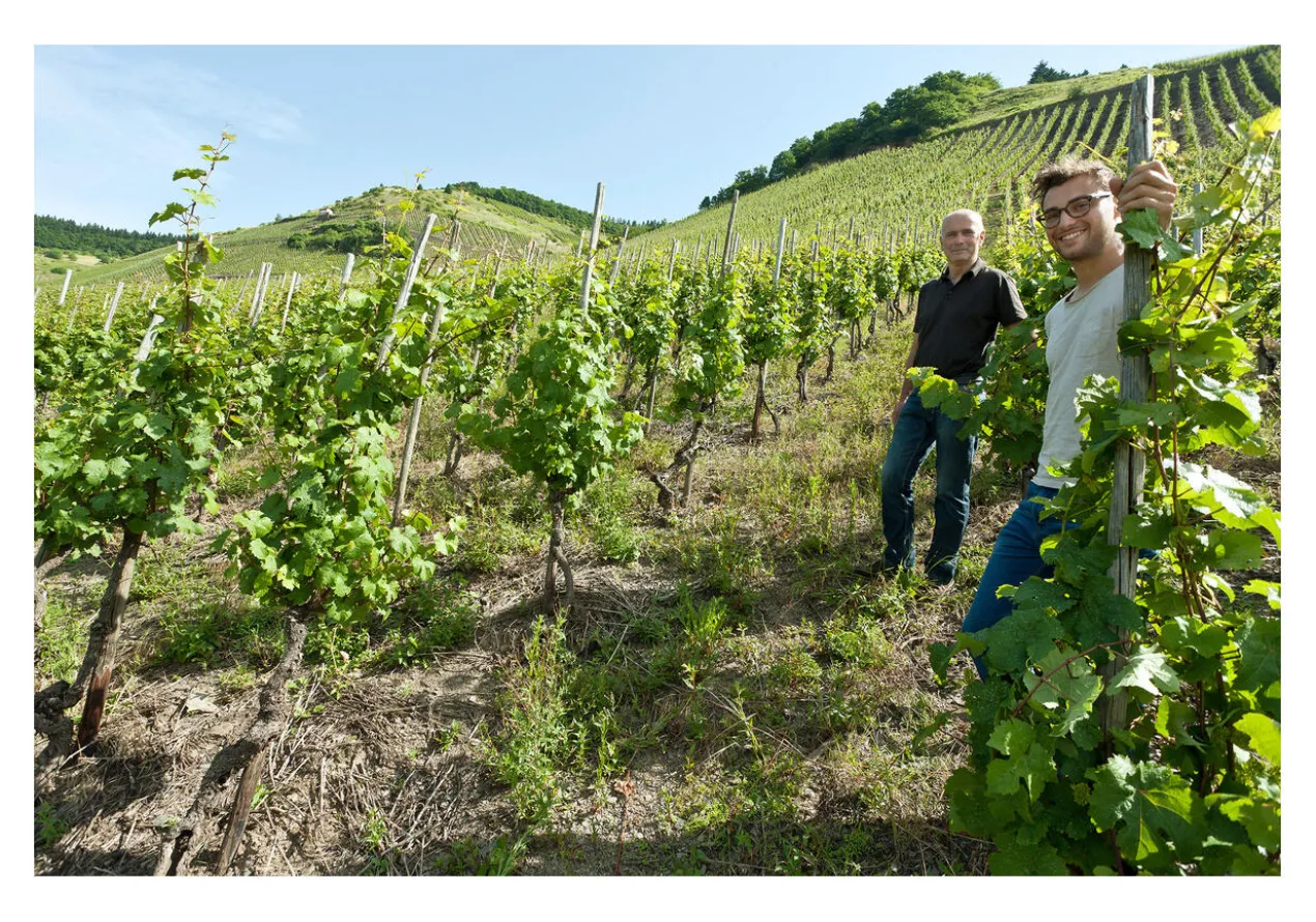 Carl Loewen Riesling Alte Reben 2024, Mosel, Deutschland