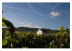 Champagne Louis Roederer Collection 246, Louis Roederer, Champagne AOC, Frankreich
