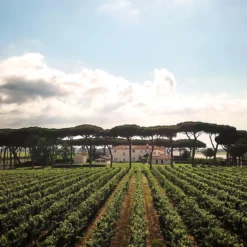 Cont’Ugo 2022, Tenuta Guado al Tasso, Antinori, Bolgheri DOC, Toskana, Italien