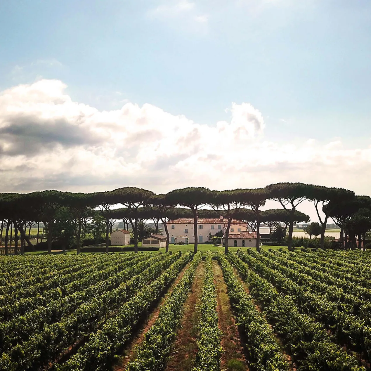 Cont’Ugo 2022, Tenuta Guado al Tasso, Antinori, Bolgheri DOC, Toskana, Italien