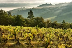 Cremant de Limoux Brut Organic, Sieur d´Arques, Languedoc, Frankreich
