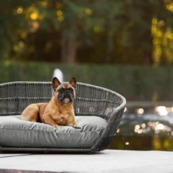 Design-Hundebett