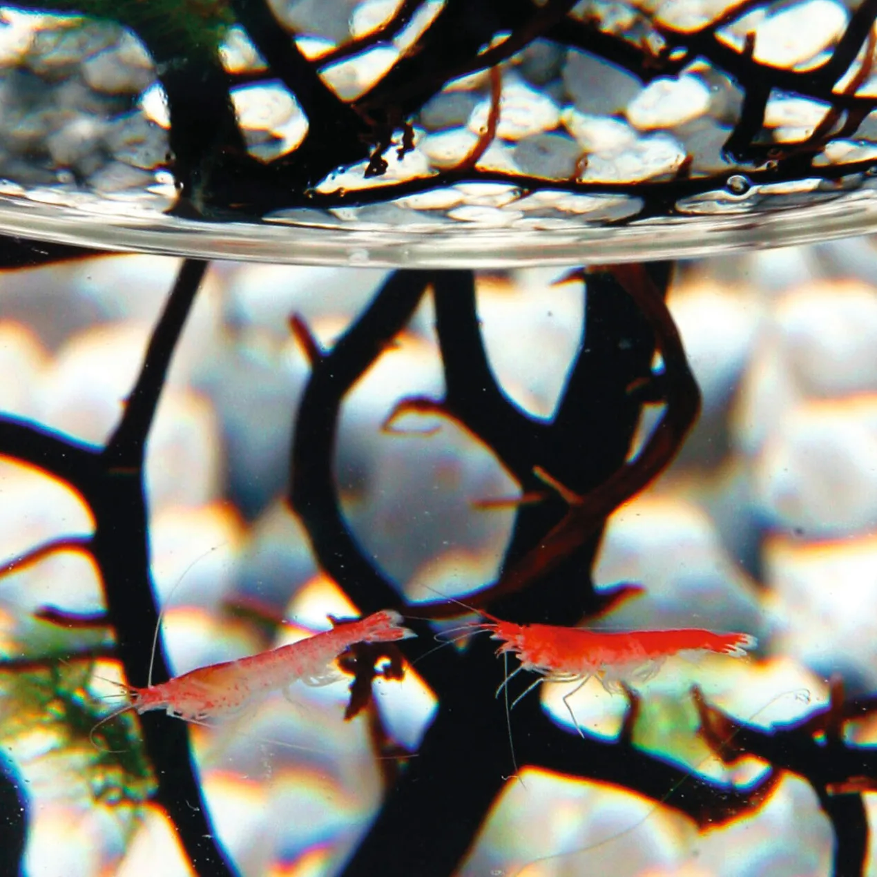 Ecosphere®