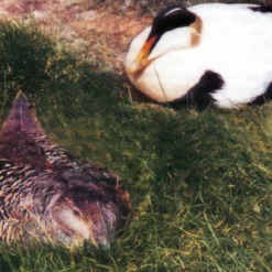 Eiderdaunendecke