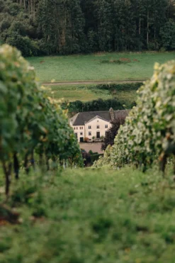 Eitelsbacher Riesling trocken Alte Reben 2023, Karthäuserhof, Mosel, Deutschland