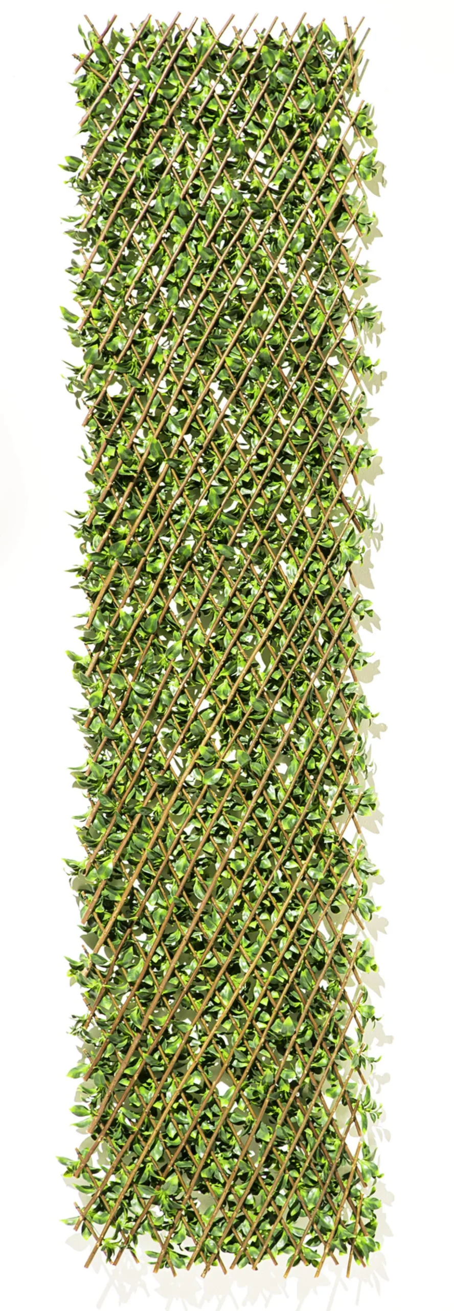 Flexible, immergrüne Pflanzenwand