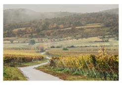 Forst Riesling 2023, Dr. Bürklin-Wolf, Pfalz, Deutschland