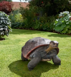 Galapagos Tortoise