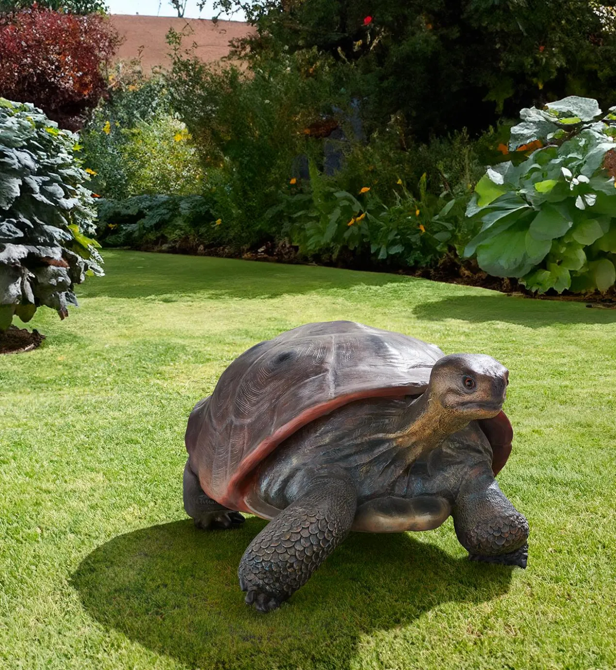 Galapagos Tortoise