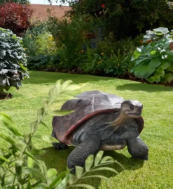 Galapagos Tortoise