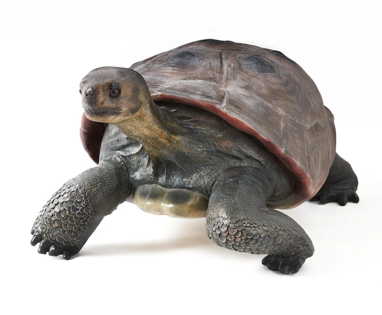 Galapagos Tortoise
