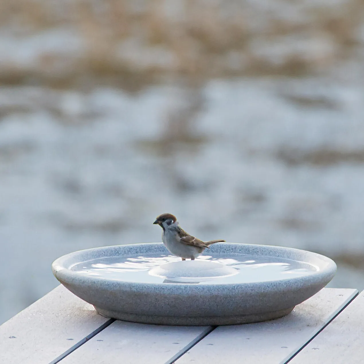 Granicium®-Vogeltränke mit Edelstahl-Ständer