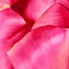 Jean-Pierre Kunkel – Große Tulpe III