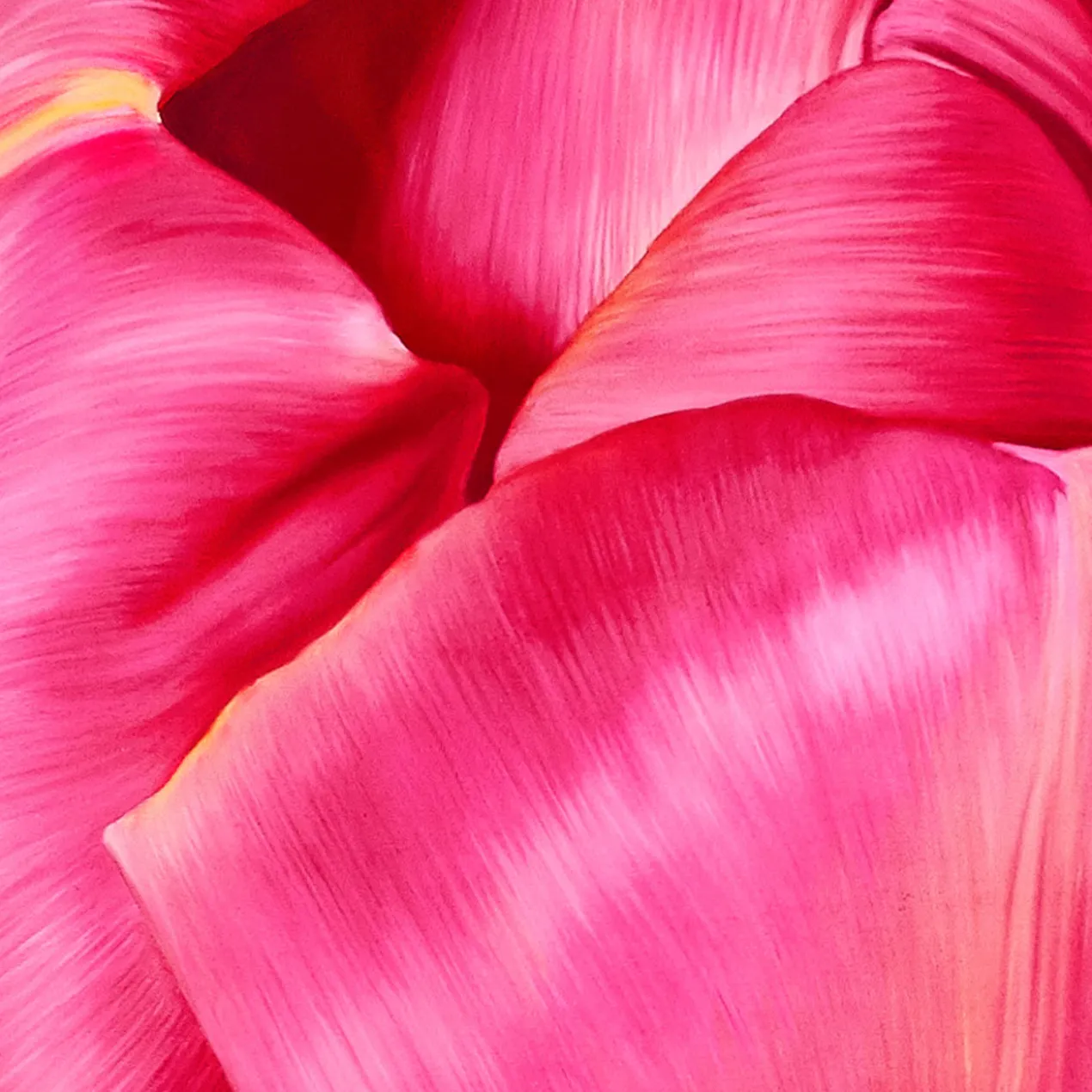 Jean-Pierre Kunkel – Große Tulpe III
