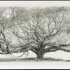 Koshi Takagi – Baum des Lebens