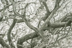 Koshi Takagi – Baum des Lebens