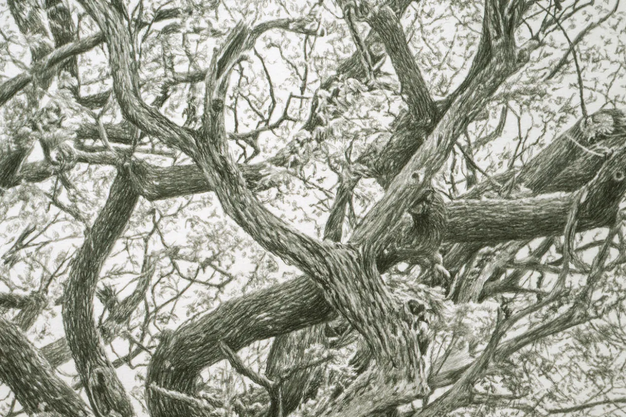 Koshi Takagi – Baum des Lebens