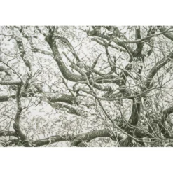 Koshi Takagi – Baum des Lebens