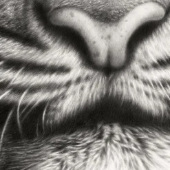 Koshi Takagi – Eyes of the tiger