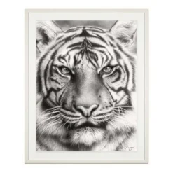 Koshi Takagi – Eyes of the tiger