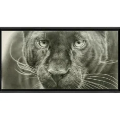 Koshi Takagi – Panther
