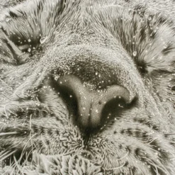 Koshi Takagi – Tiger