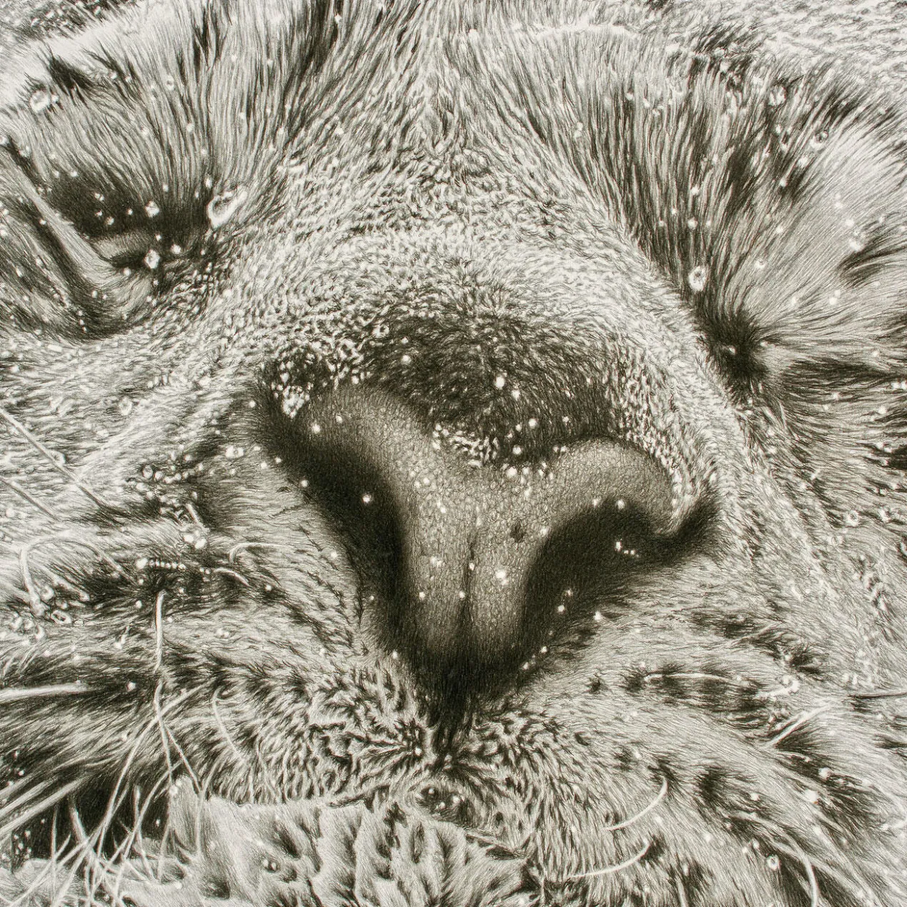 Koshi Takagi – Tiger