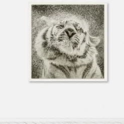 Koshi Takagi – Tiger