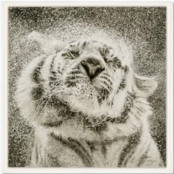 Koshi Takagi – Tiger